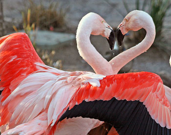 flamingos-heart